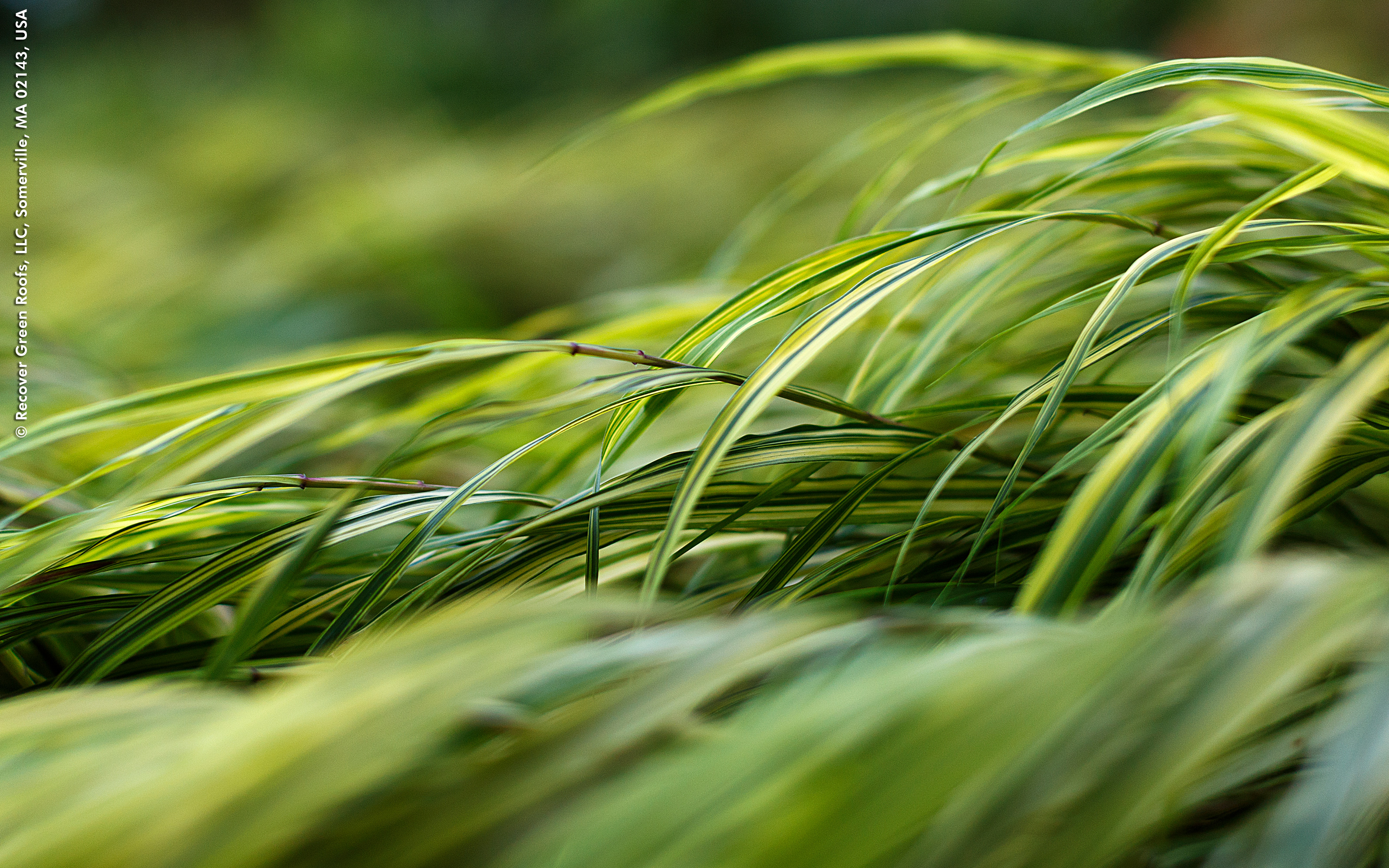Various grasses give the terraces a light and breezy ambience. Ornamental grasses